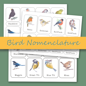 12 UK Bird Nomenclature Cards