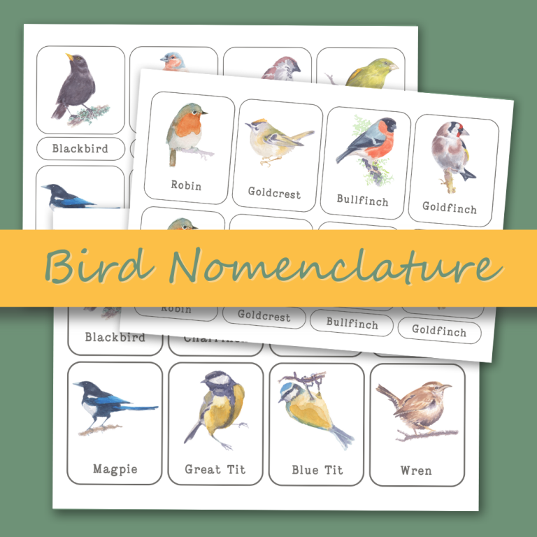 12 UK Bird Nomenclature Cards