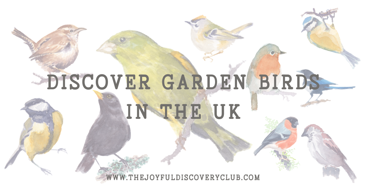 Discover Garden Birds in the UK: A Fun Guide [2025]