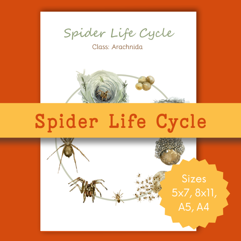 Spider Life Cycle