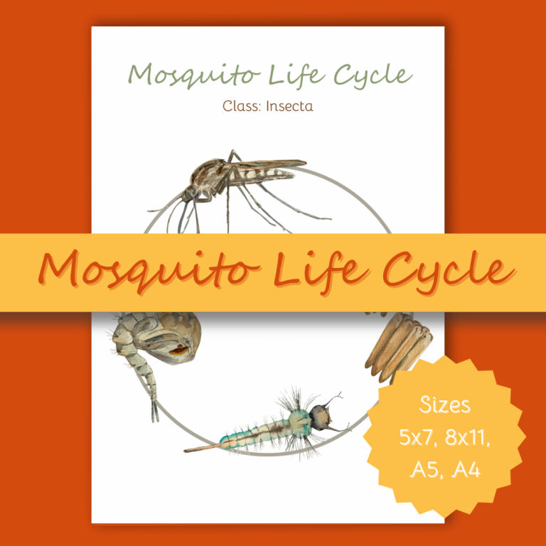 Mosquito Life Cycle