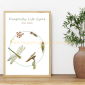 Dragonfly Life Cycle 2