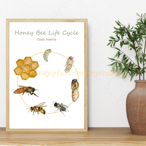 Honey Bee Life Cycle 2 Honey Bee Life Cycle 2