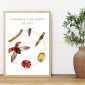 Ladybug Life Cycle 2