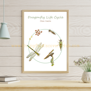 Dragonfly Life Cycle 1 Dragonfly Life Cycle 1