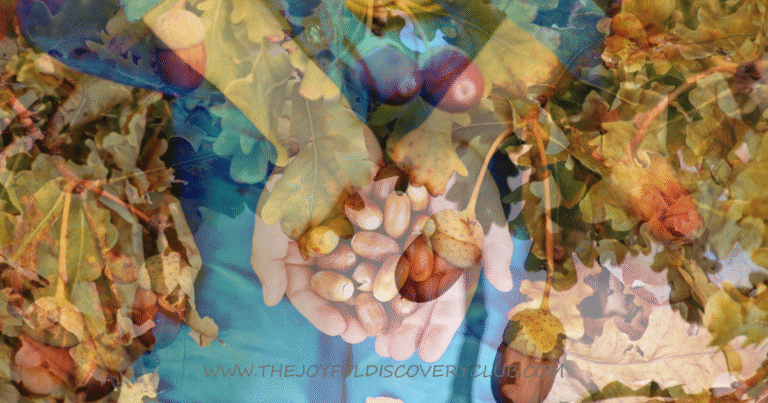 Acorn Play