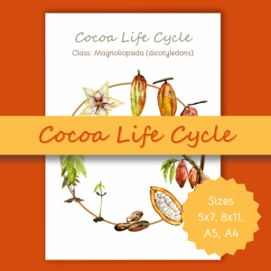 Cocoa Life Cycle