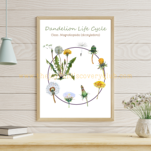 Dandelion Life Cycle 1