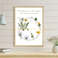 Dandelion Life Cycle 1