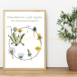 Dandelion Life Cycle 2