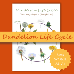 Dandelion Life Cycle