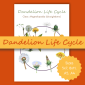 Dandelion Life Cycle
