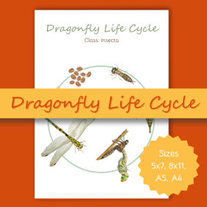 Dragonfly Life Cycle