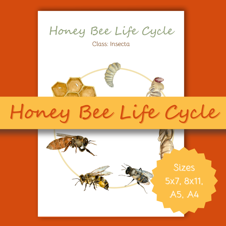 Honey Bee Life Cycle