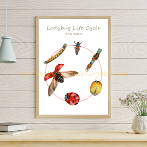 Ladybug Life Cycle 1 Ladybug Life Cycle 1