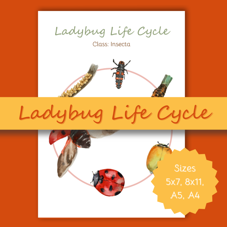 Ladybug Life Cycle