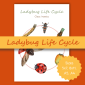 Ladybug Life Cycle