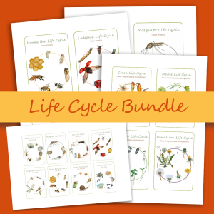 Life Cycle Bundle