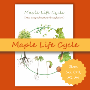 Maple Life Cycle