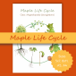 Maple Life Cycle