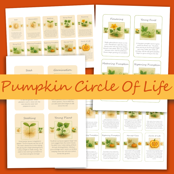 Pumpkin Life Cycle Cards Pumpkin Life Cycle Cards
