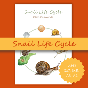 Snail Life Cycle