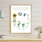 Sunflower Life Cycle 1