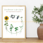 Sunflower Life Cycle 2