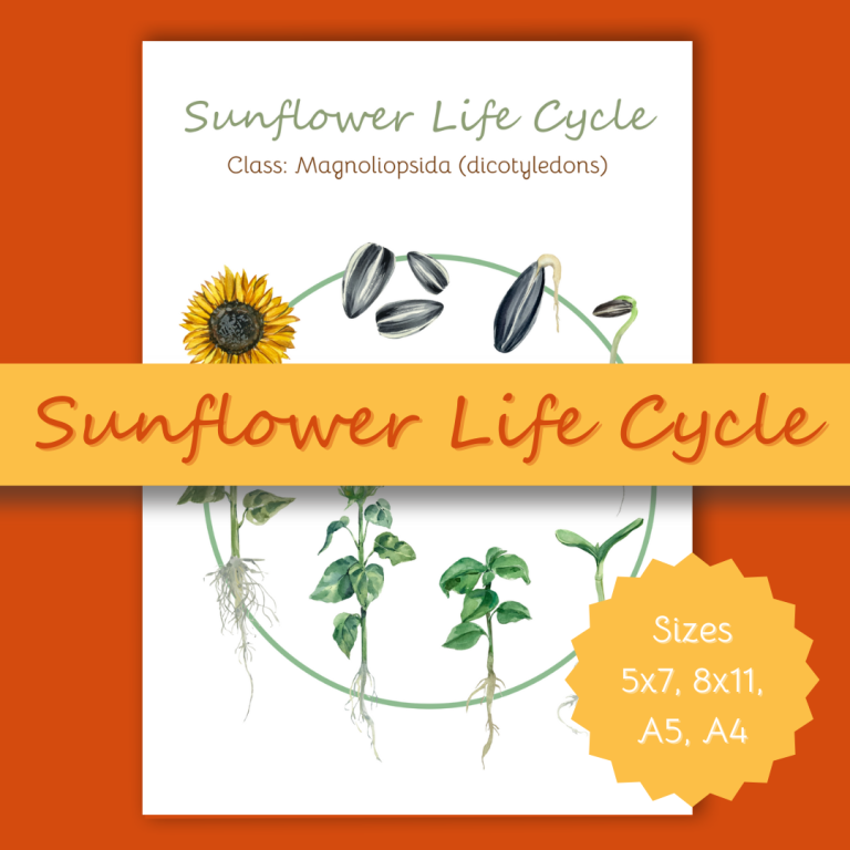 Sunflower Life Cycle