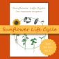 Sunflower Life Cycle
