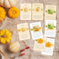 Pumpkin Life Cycle flatlay