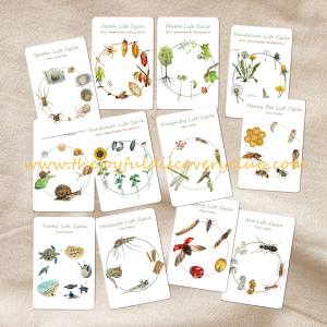 Life Cycle Bundle Life Cycle Bundle