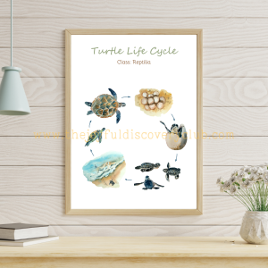 Turtle Life Cycle 1