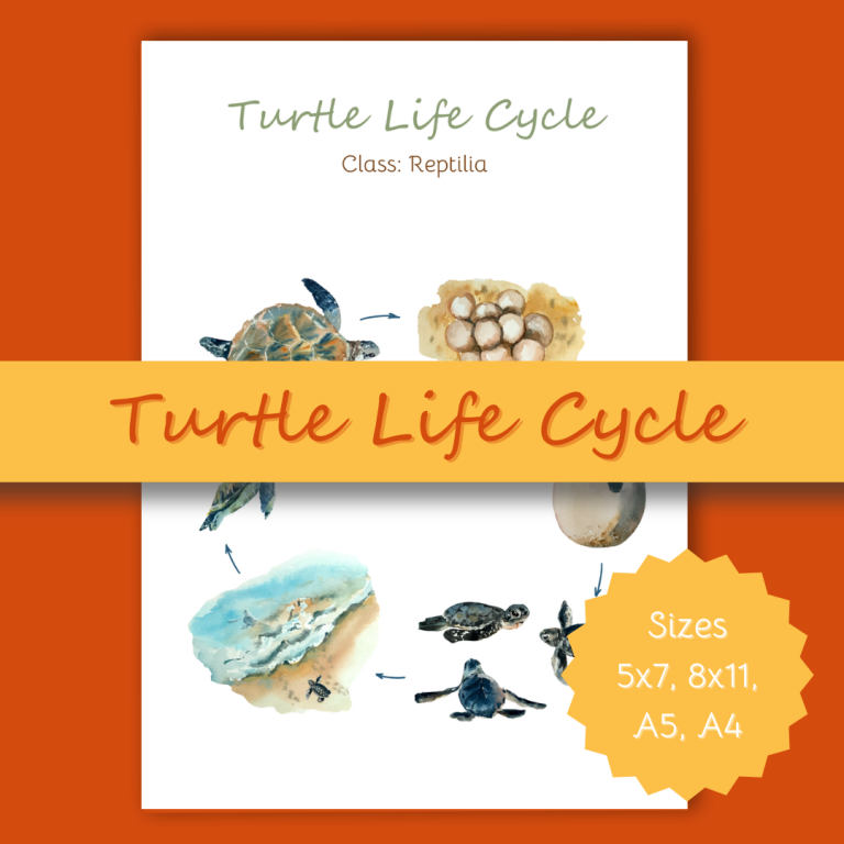 Turtle Life Cycle