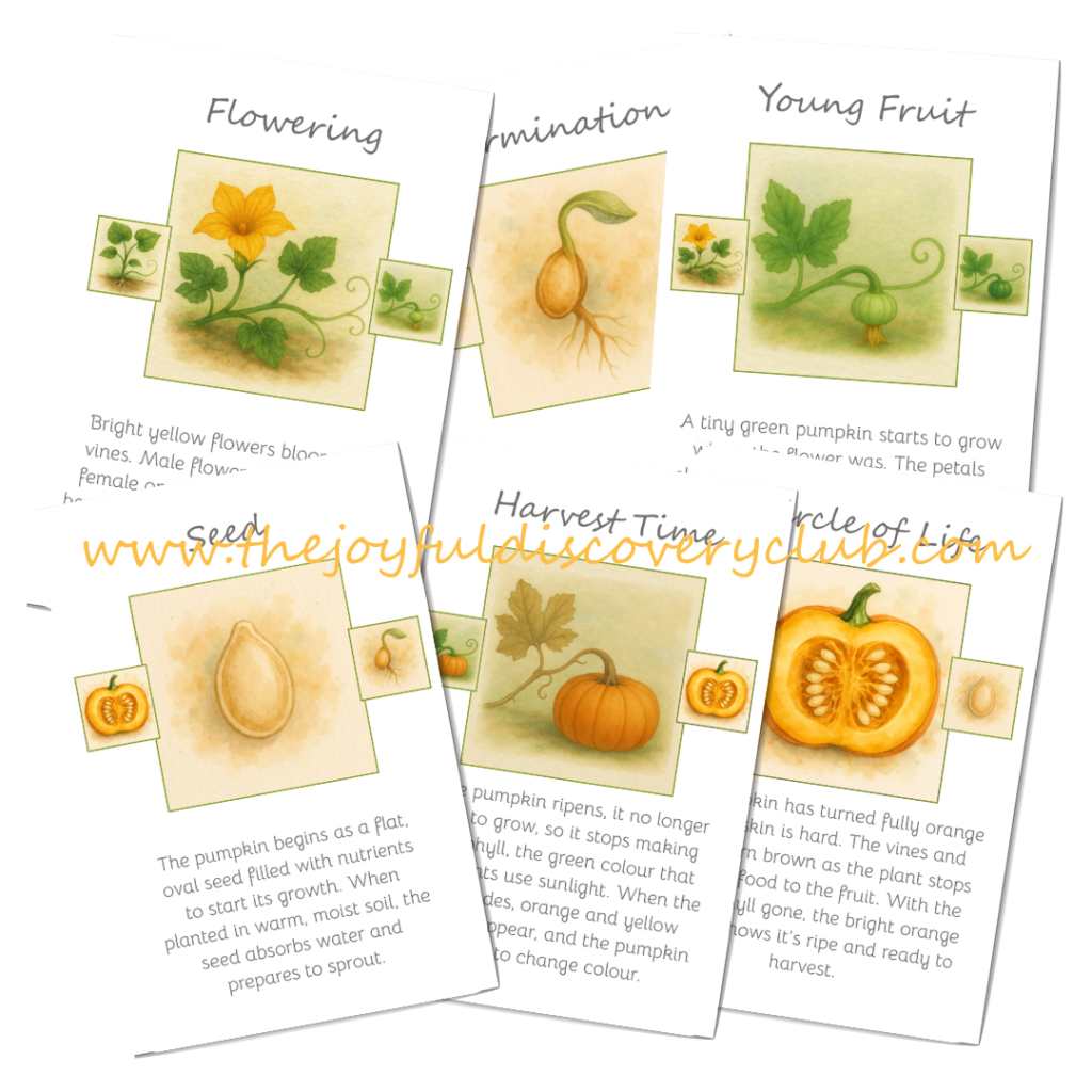 Pumpkins life cycle